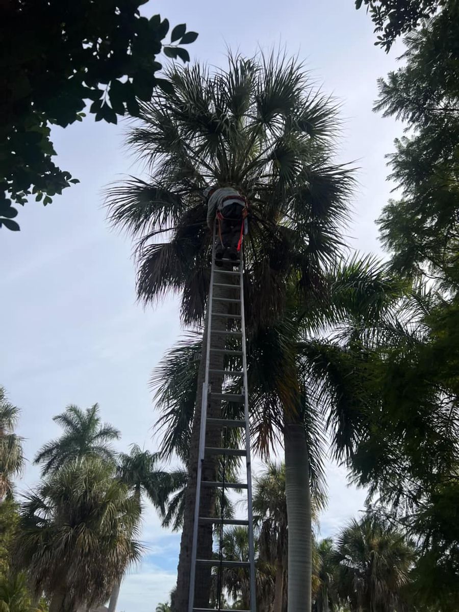 Palm Trimming for Lawn Caring Guys in Cape Coral, FL