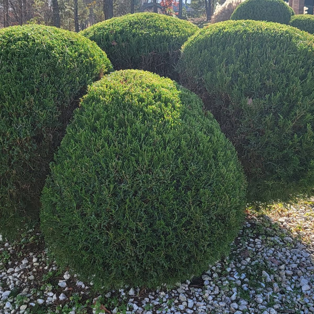 Trimming for Great Lakes Lawn & Landscape in knoxville, TN