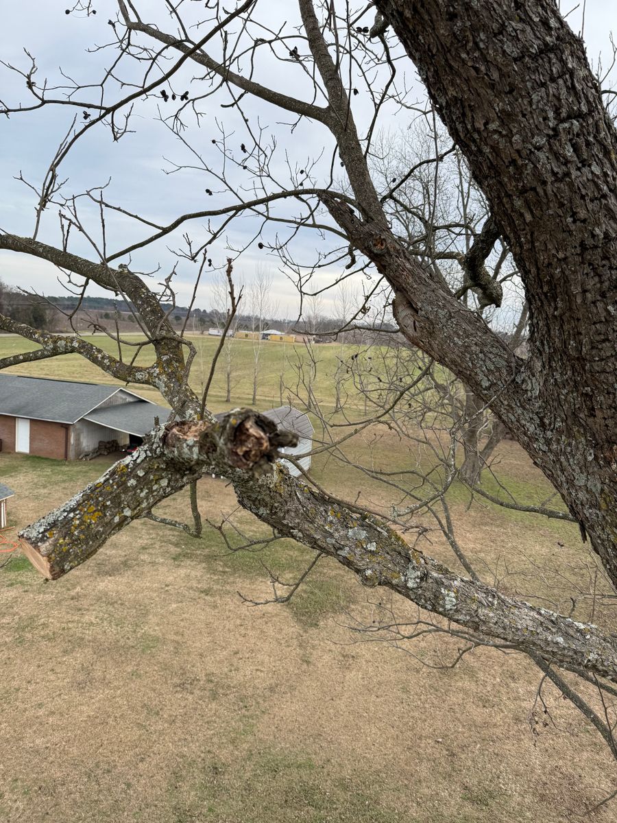 Tree Removal for T N L - Tree and Land Service in Reynolds, GA