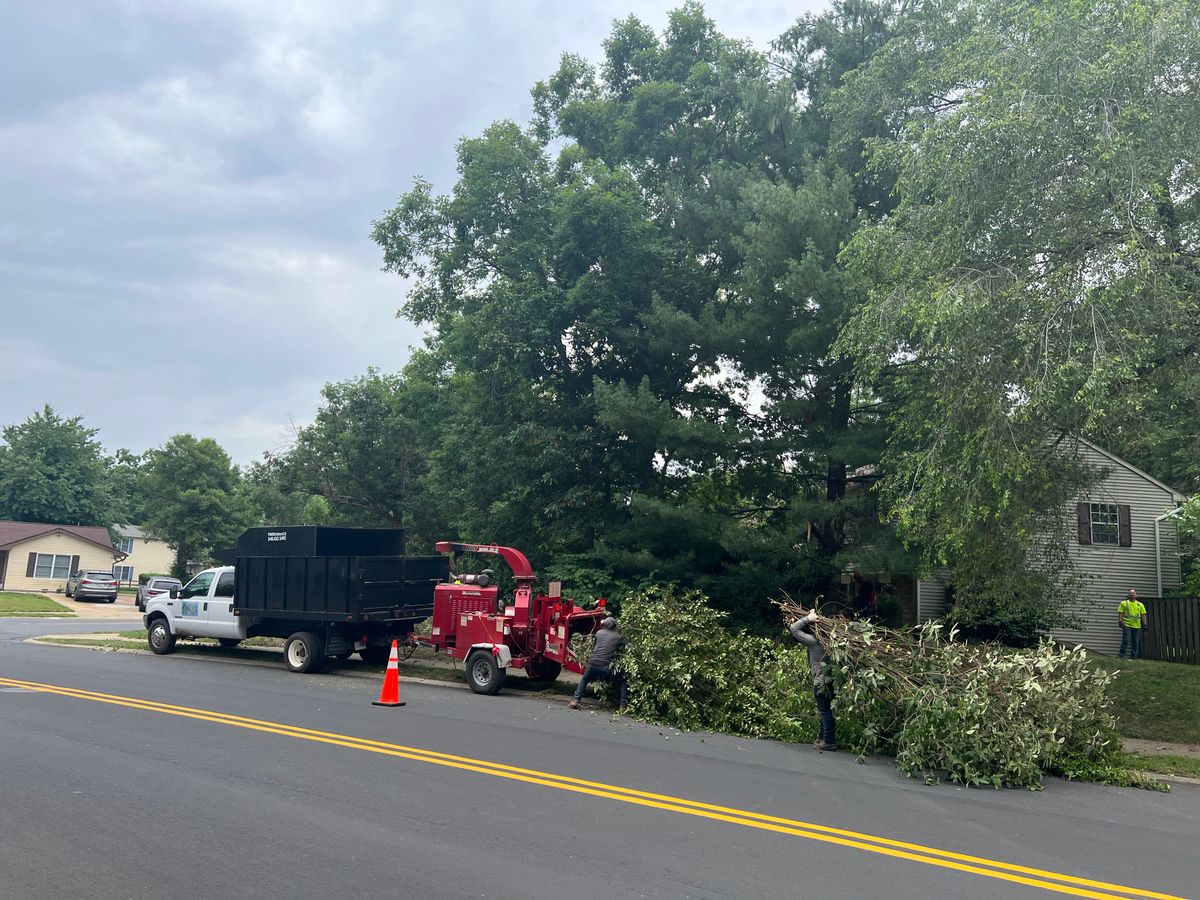 Tree Removal for Branch Out Tree Care LLC in Fredericksburg, VA