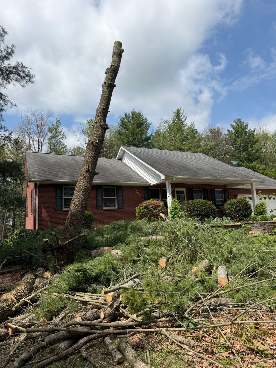 Tree Removal for Kadin’s Tree Service in North Vernon, IN