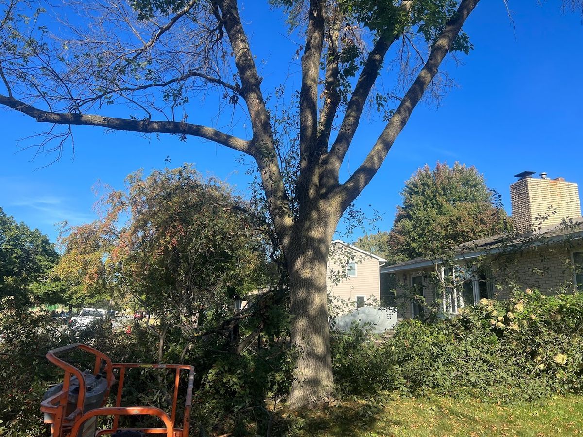 Tree Removal for Boss Construction in Saint Paul, MN