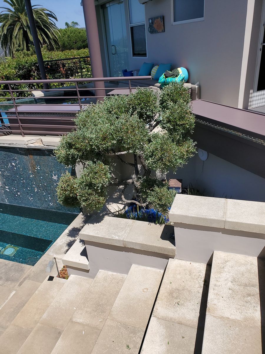 Tree & Shrub Care for Benito's Gardening in San Juan Capistrano, CA
