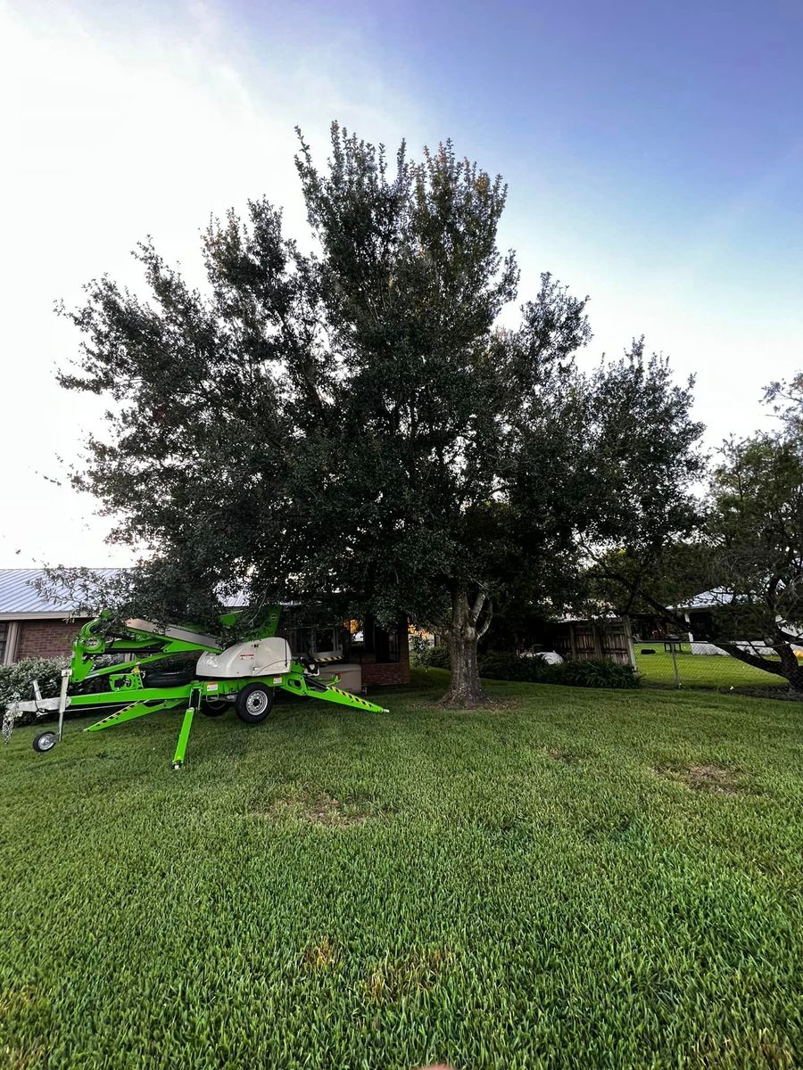 Tree Trimming for Outdoor Solutions Of The Glades in Hendry County, FL