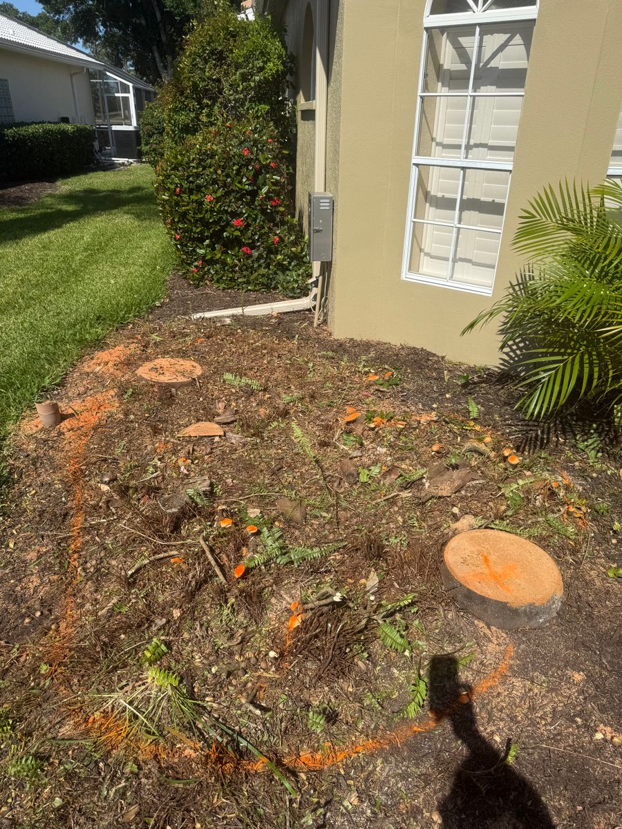 Stump Removal for Damian’s Tree Care in Sarasota, FL