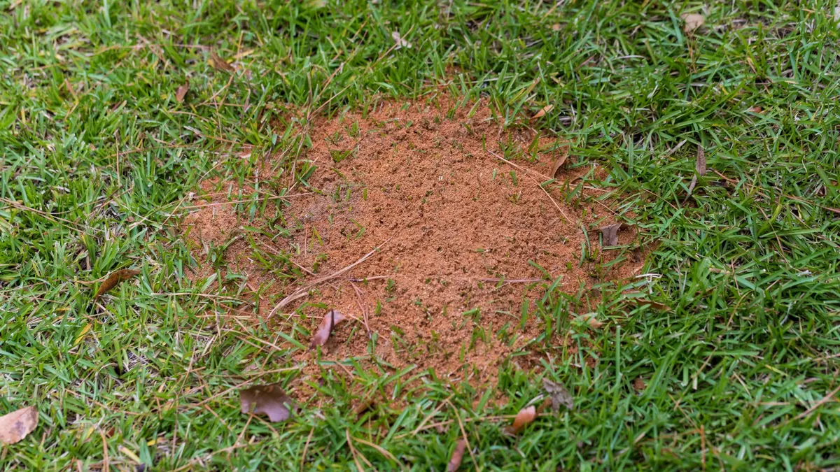 Fire Ant Control for Green Pro Lawn Care in Greensboro, NC