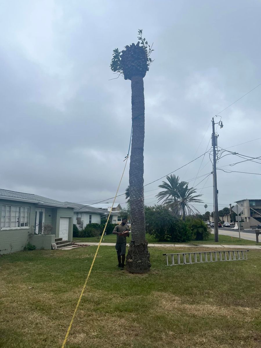 Tree Removal for Grind Time Tree Service in Daytona, FL