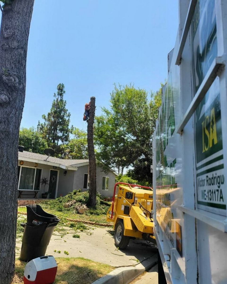 Tree Trimming for Maya Tree Service in La Puente, CA