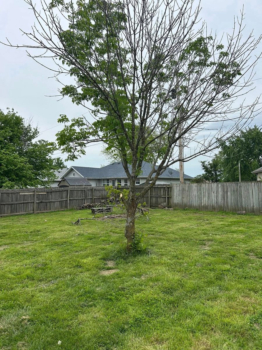 Tree Removal for Mowraculous in Republic, MO