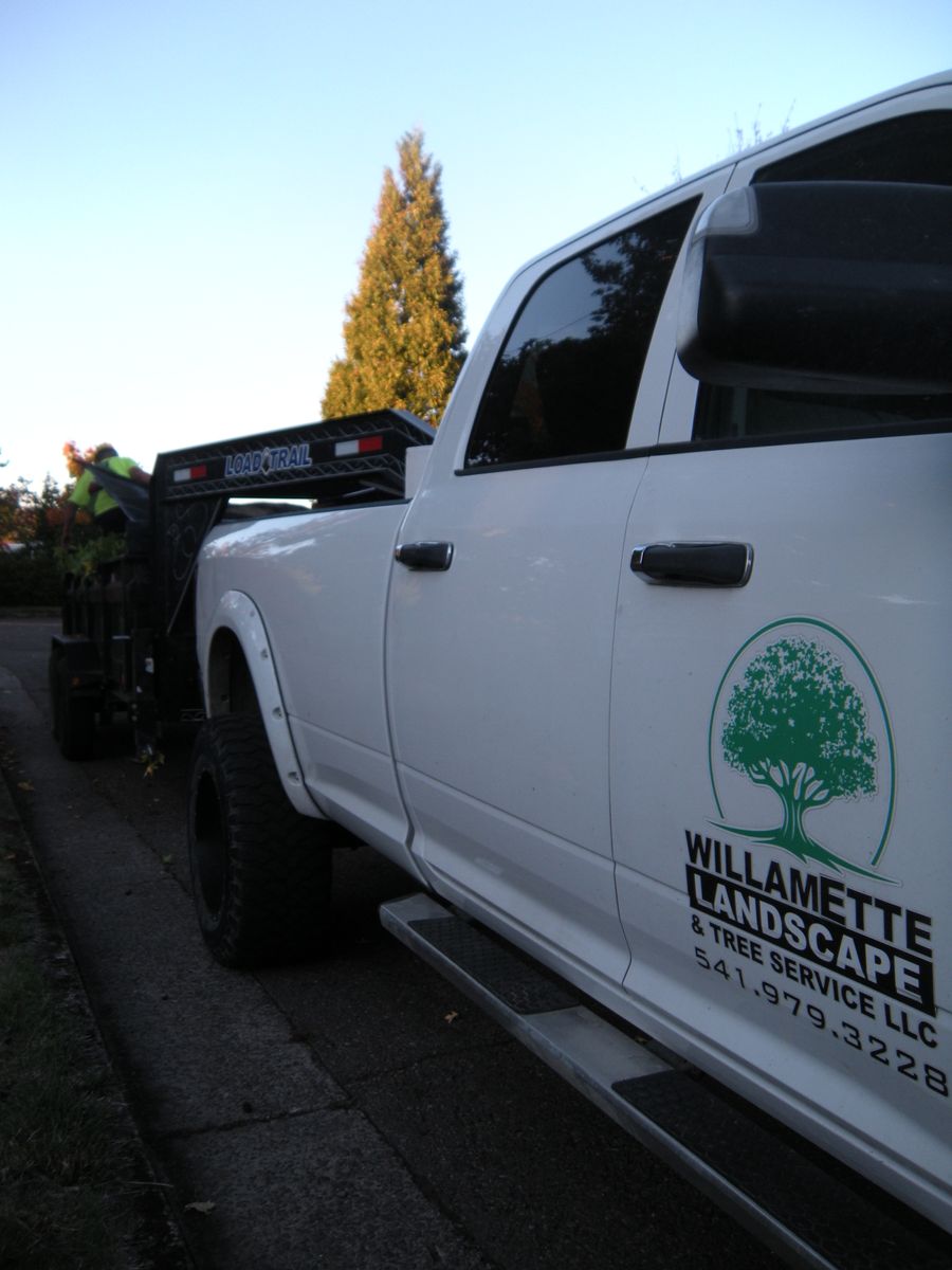 Tree Removals for Willamette Landscaping and Tree Services in Albany, OR