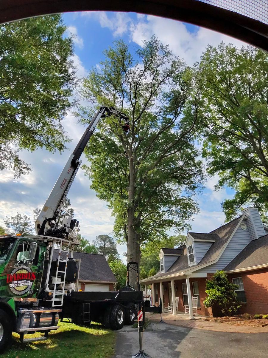 Tree Removal for Darbie's Tree Service in Newburg,  MD