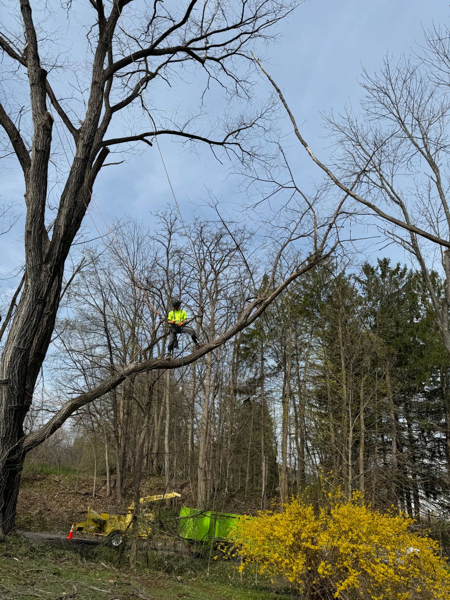 Tree Trimming for Sterlings Tree Removal in Cobleskill, New York