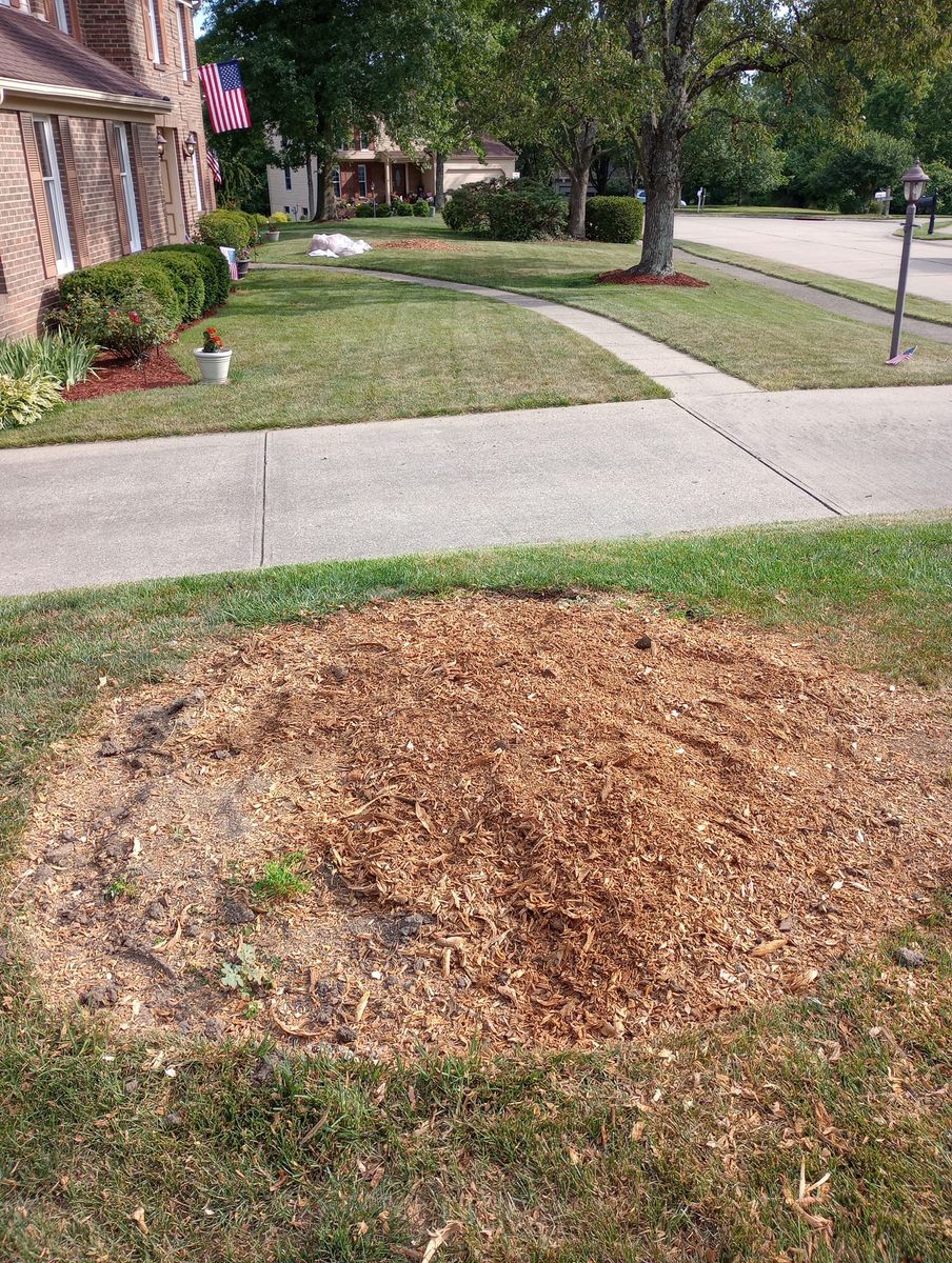 Stump Removal for Kingdom Tree Trimming and Removal LLC in Covington, KY