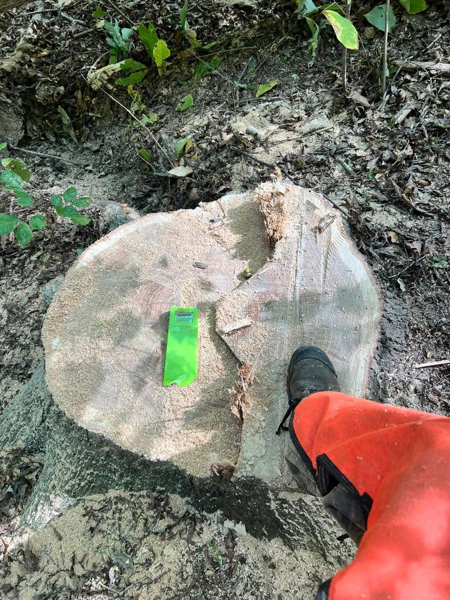 Tree Removal for Kadin’s Tree Service in North Vernon, IN