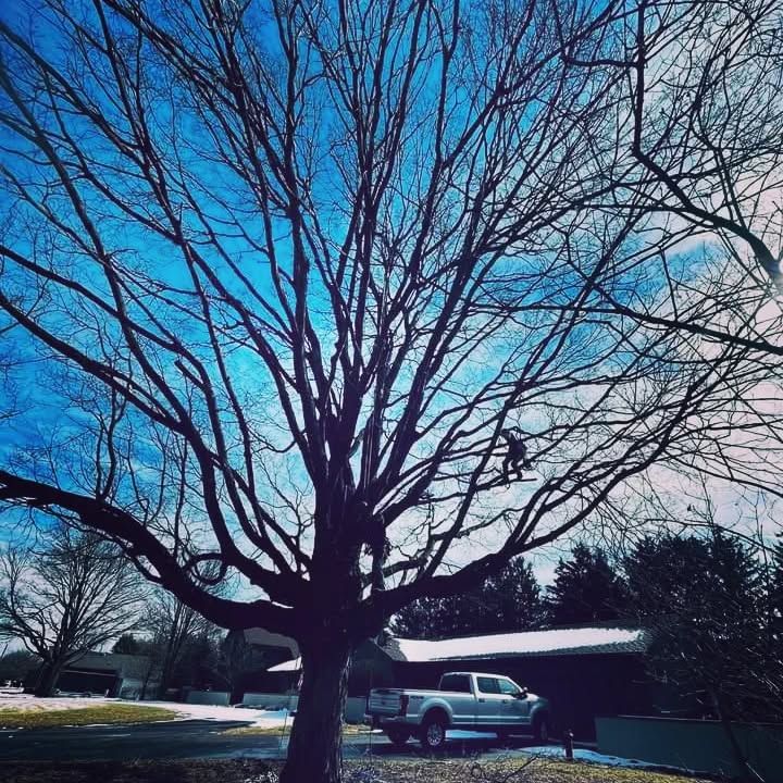 Tree Pruning & Trimming for Highborn Tree Service in Wheatfield, IN