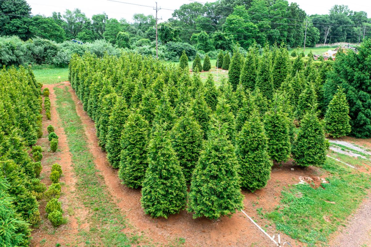 Green Giant Nursery for  in Morristown, NJ