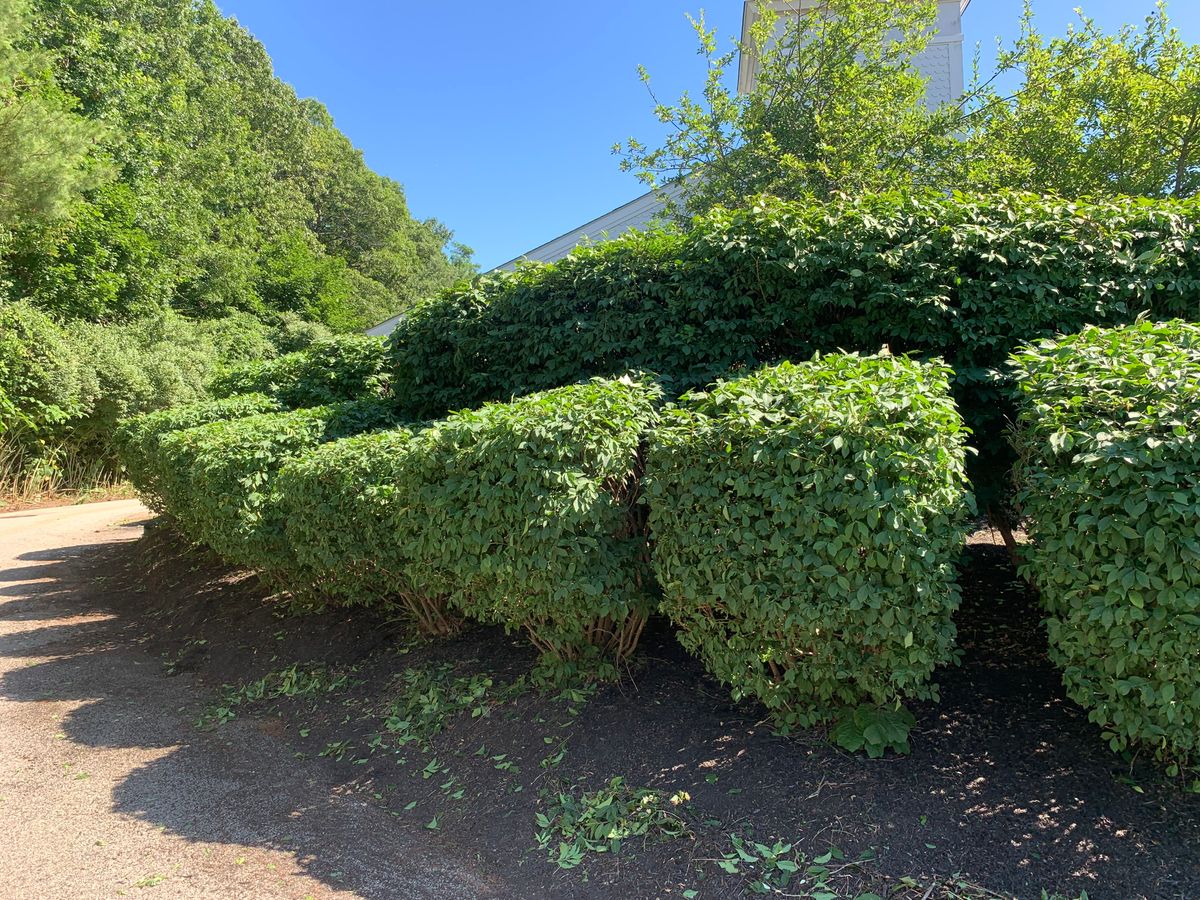 Hedge Trimming for Murray Mowing and More in Ashaway, RI