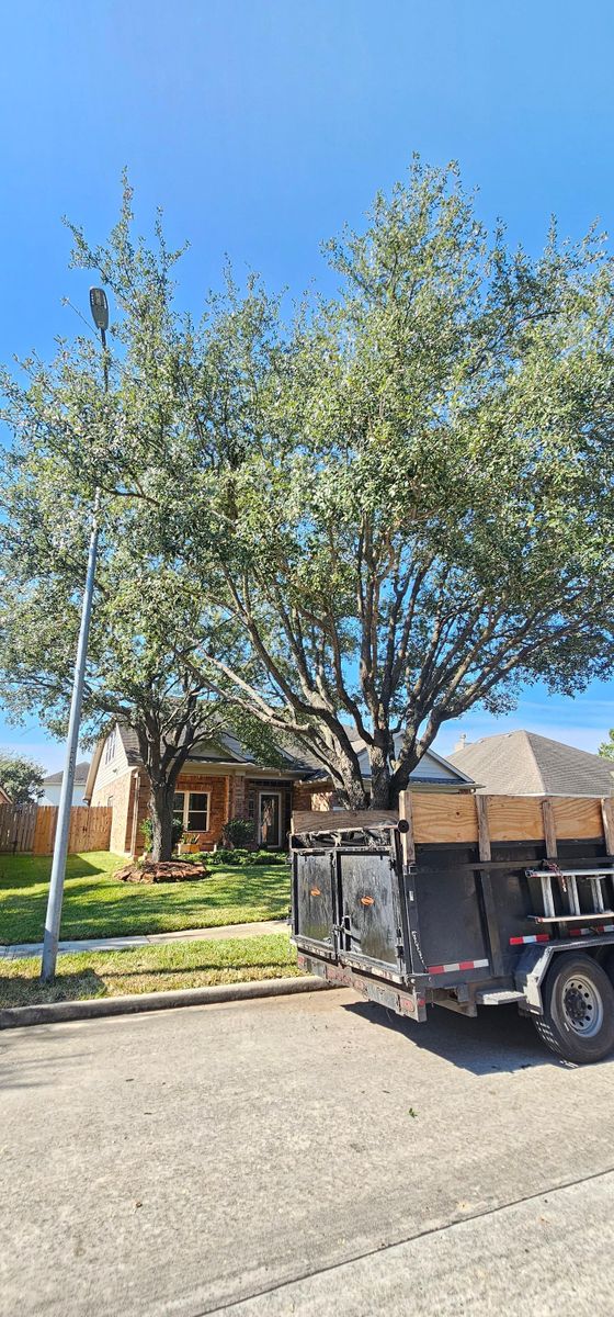 Tree Removal for Servin's Tree Care  in Houston, TX