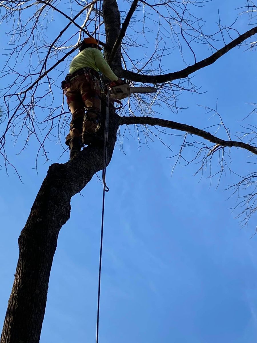 Tree removal for Grass Monkey in Gainesville, GA