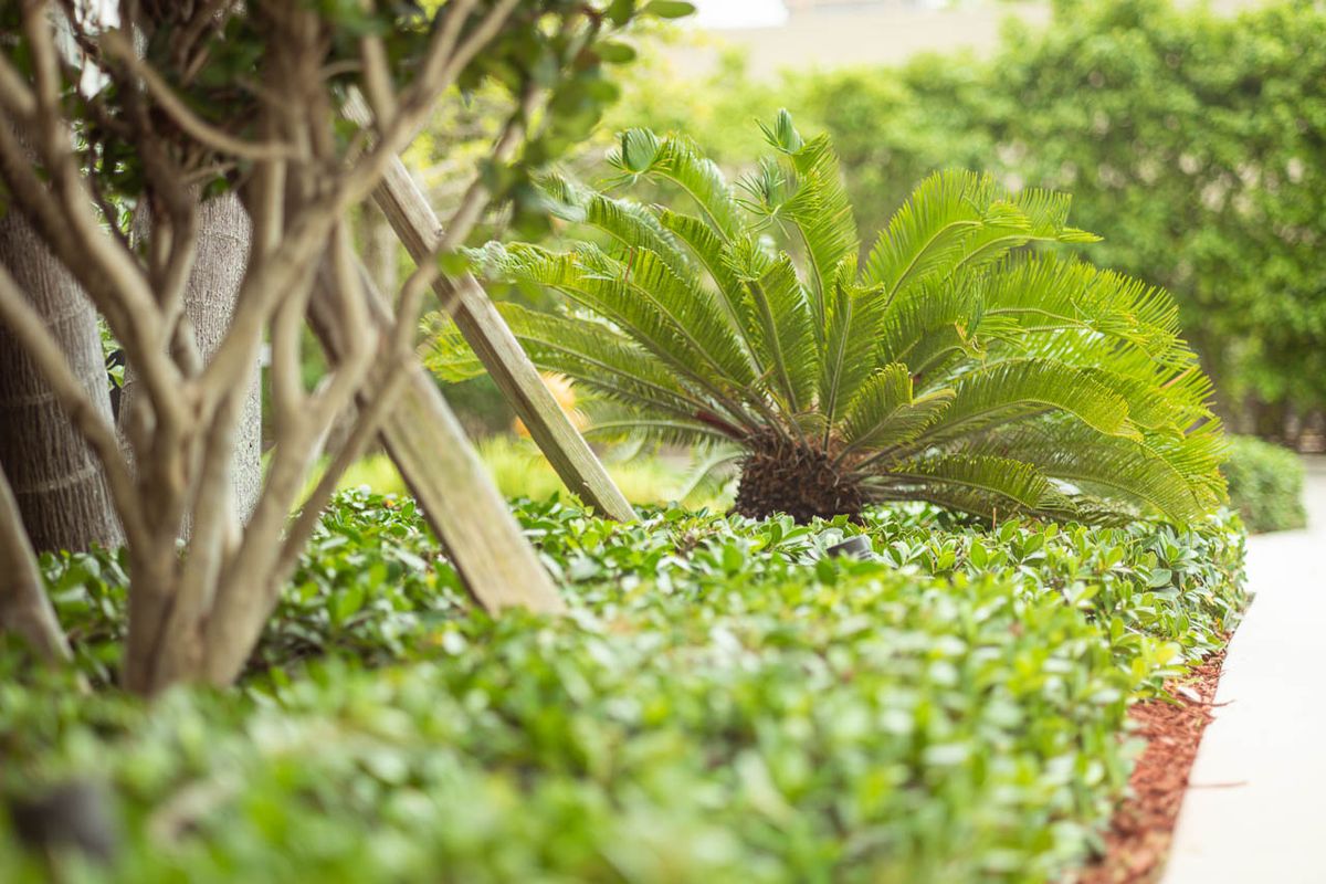 Landscaping for Arazoza Brothers Corporation in Miami, FL