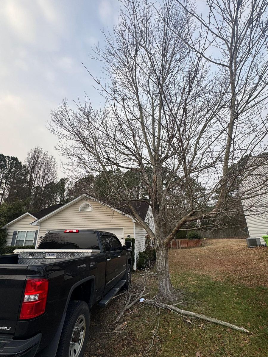 Tree Removal for Pedro's Tree Removal in Charlotte, NC