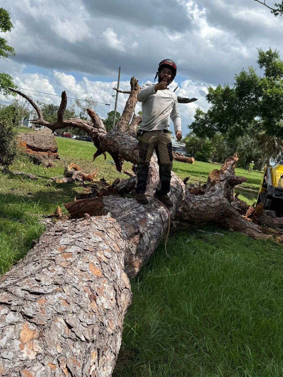Stump Removal for Damian’s Tree Care in Sarasota, FL