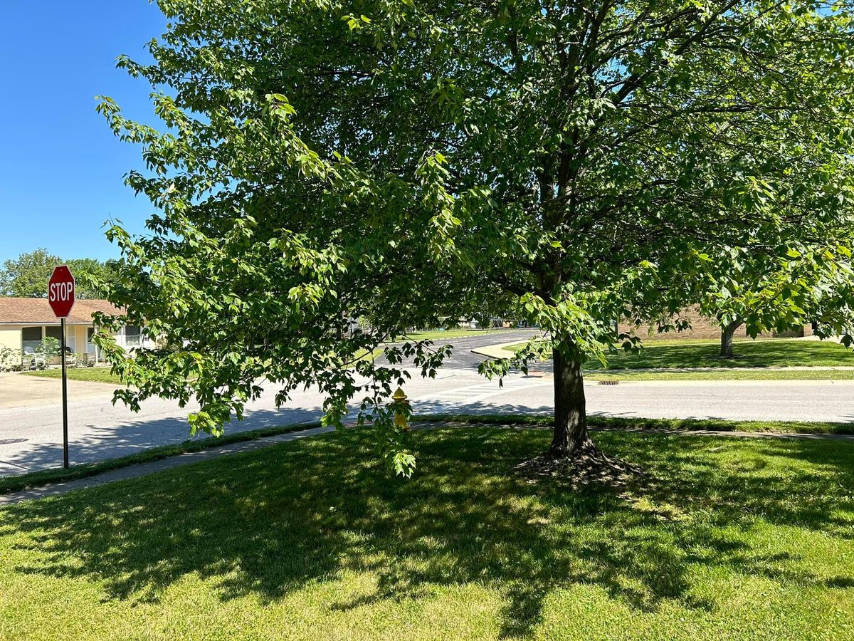 Tree Trimming for Bearforce Lawn Care LLC in Greenfield, IN