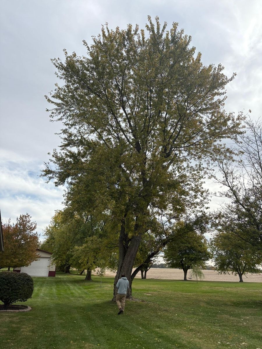 Tree Trimming for Dig-It Tree Company in Mason, OH