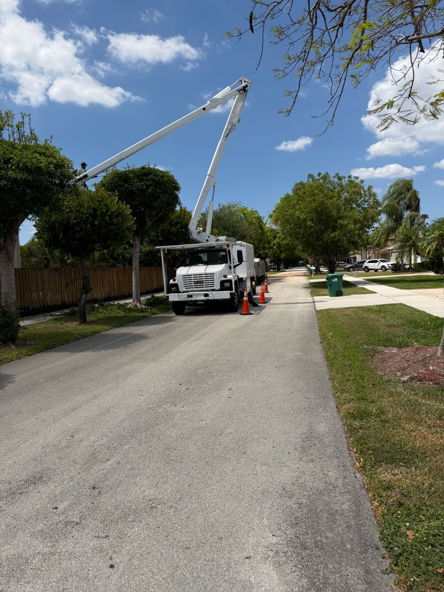 Tree Trimming for Nurry Tree Services in Miami, FL