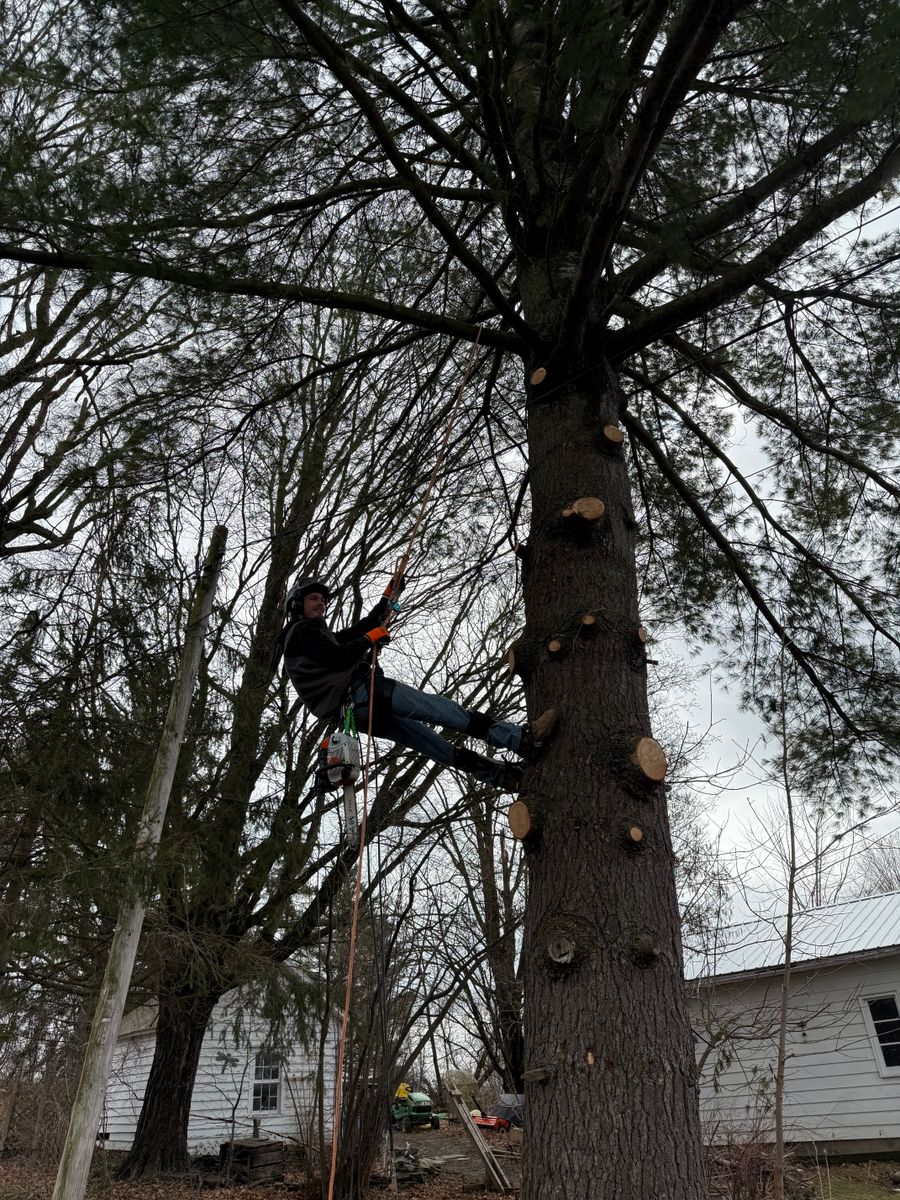 Tree Trimming for Sterlings Tree Removal in Cobleskill, New York
