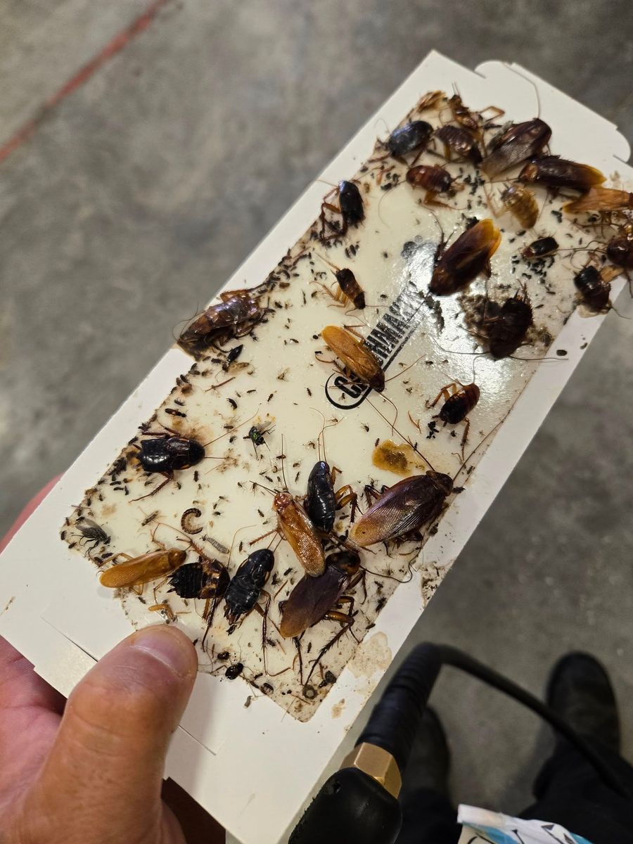 Cockroach Extermination for Bug Blasterz LLC in Huntsville, AL