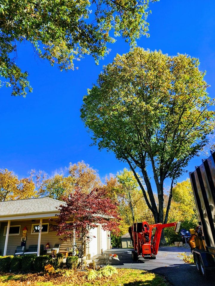 Tree Trimming for F & F Tree Service in Beavercreek, OH