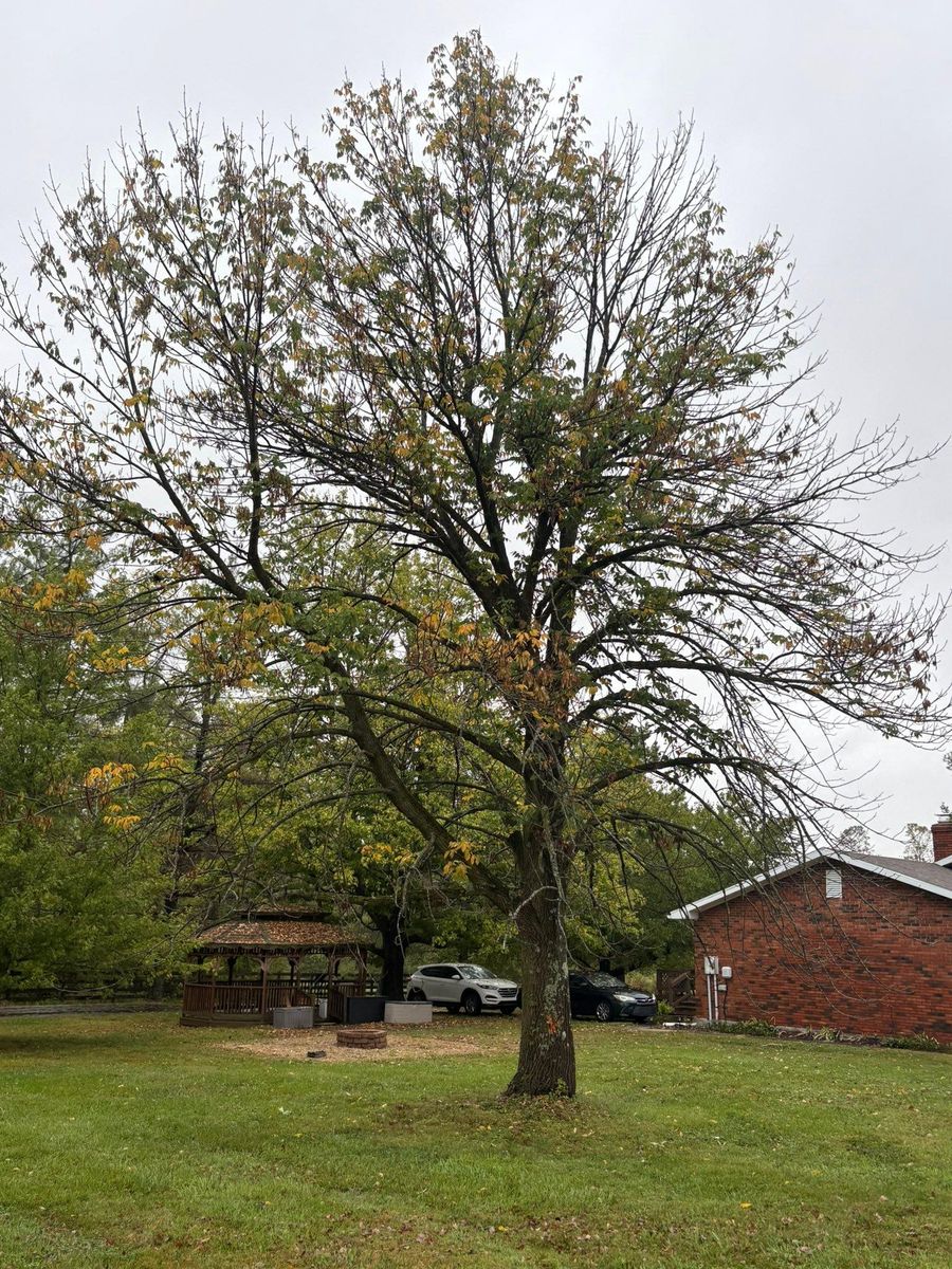 Tree Trimming for Dig-It Tree Company in Mason, OH