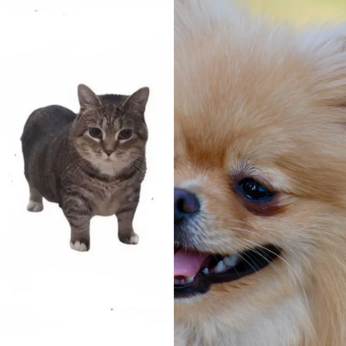 Cats Who Bark for Down Dog Yoga in Boston, MA