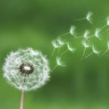Fertilizing & Weed Control for B&G Lawn Care in Roscoe, IL