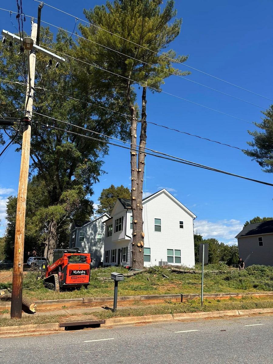 Tree Removal for Total Tree Care in Erwin, North Carolina
