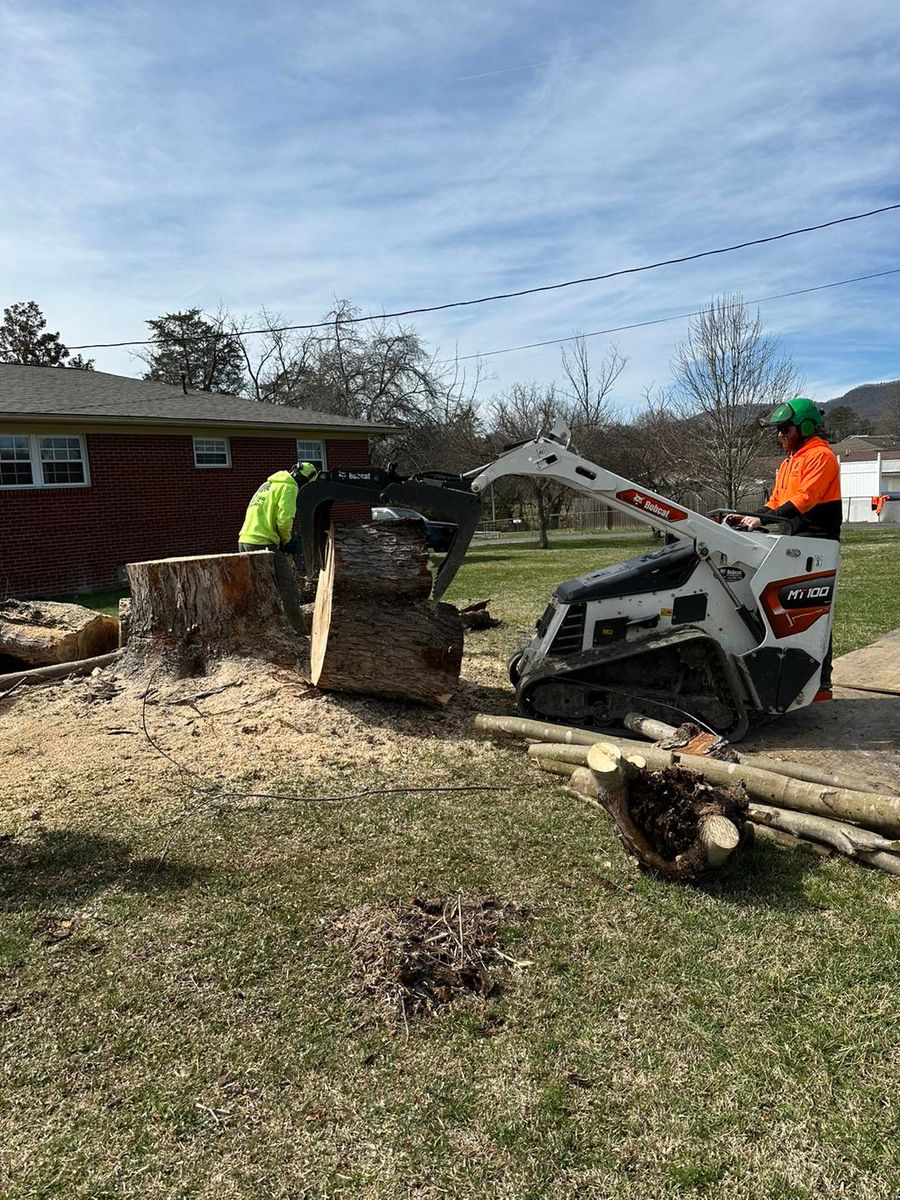 Tree Removal for Complete Care in Cumberland Gap, TN