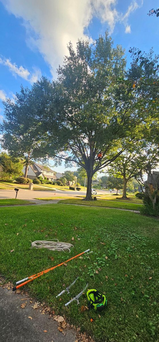 Tree Removal for Servin's Tree Care  in Houston, TX