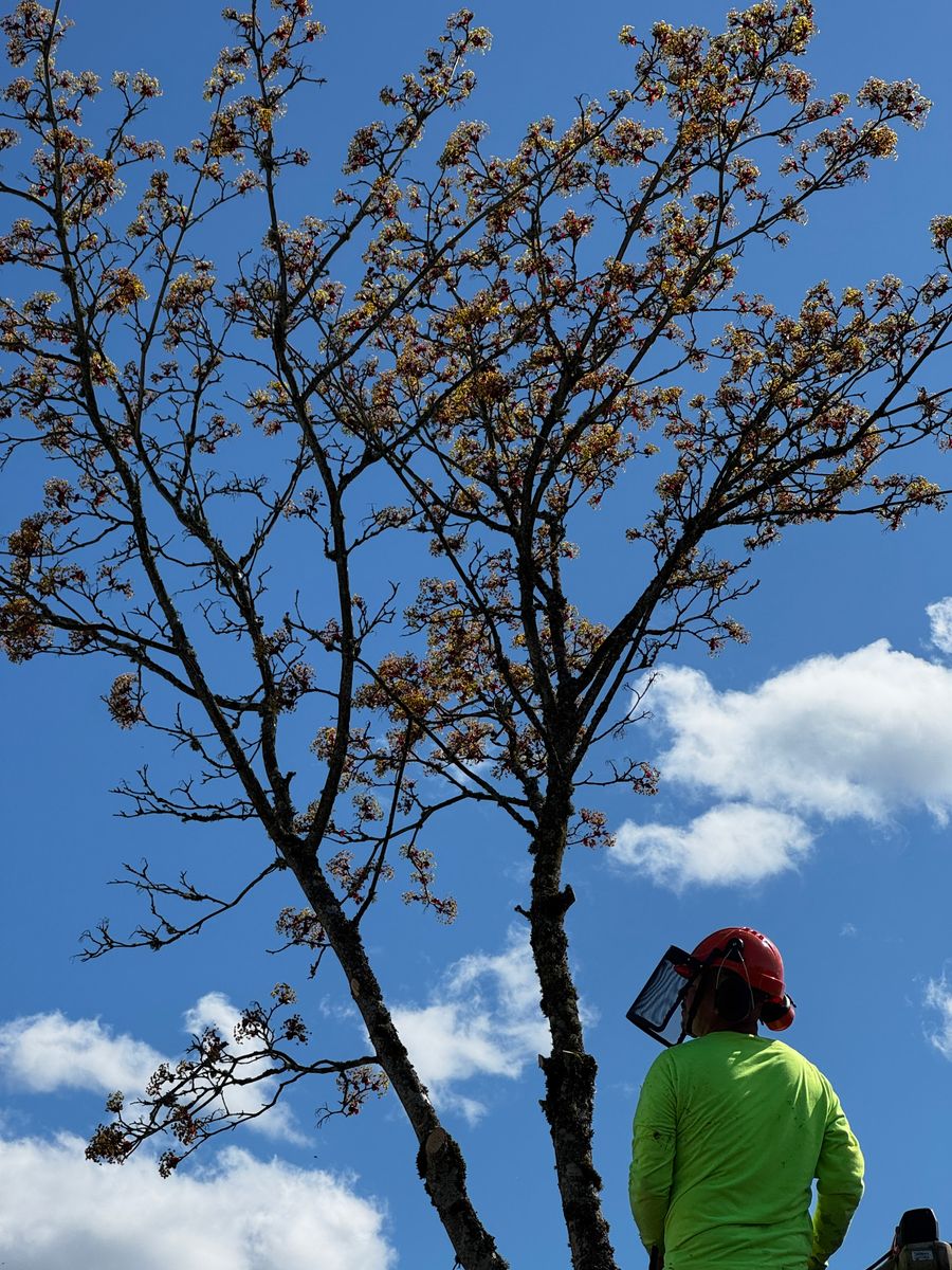 Tree Trimming for Willamette Landscaping & Tree Services in Albany, OR