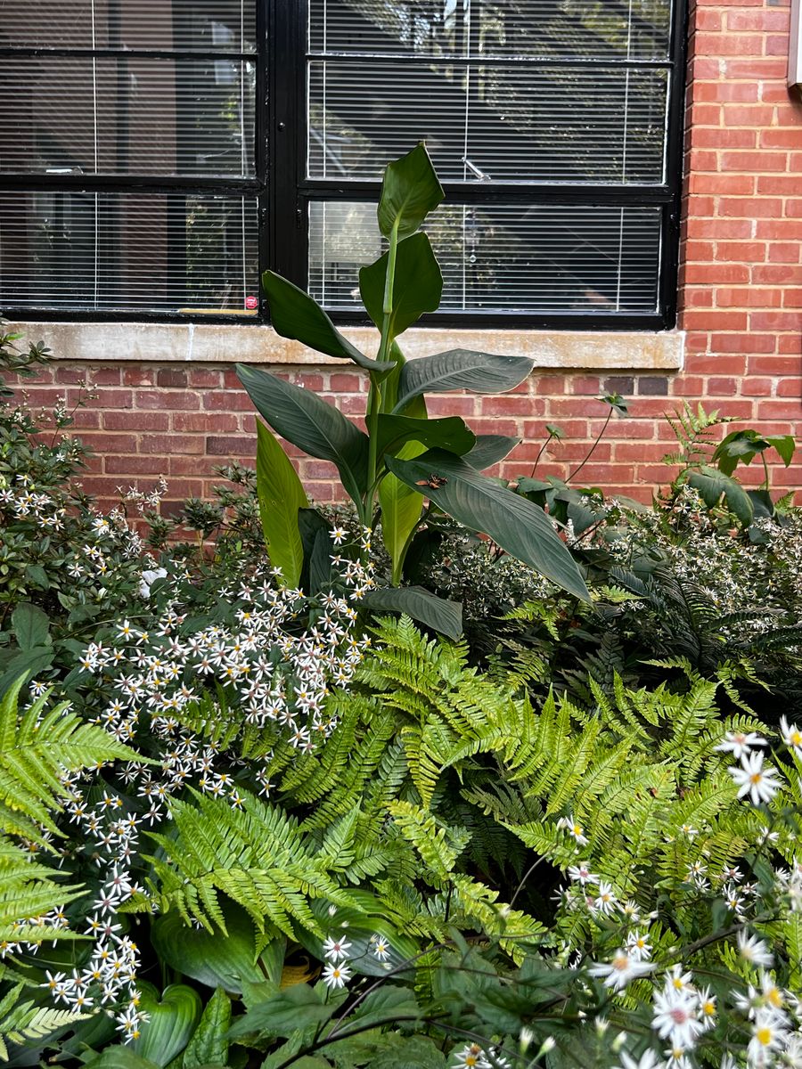 Residential and Business Maintenance Program for Christina King Landscape Design in West Raleigh, NC