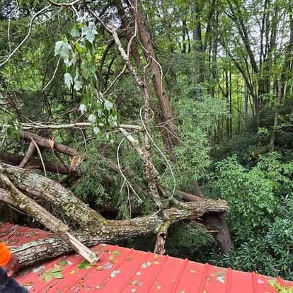 Tree Removal for Lopez Landscaping and Tree Service  in Waynesville, NC