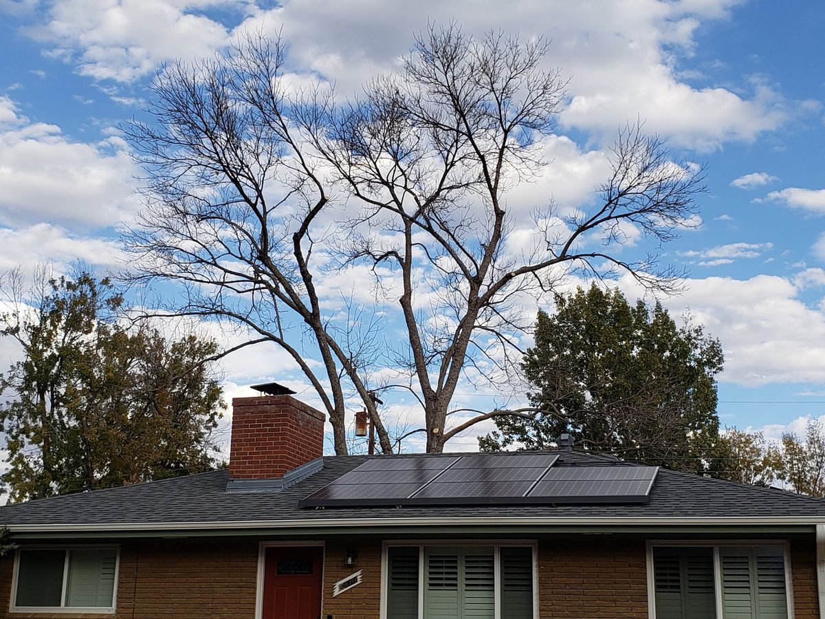 Tree Risk Consultation for Beetle Busters LLC in Centennial, CO