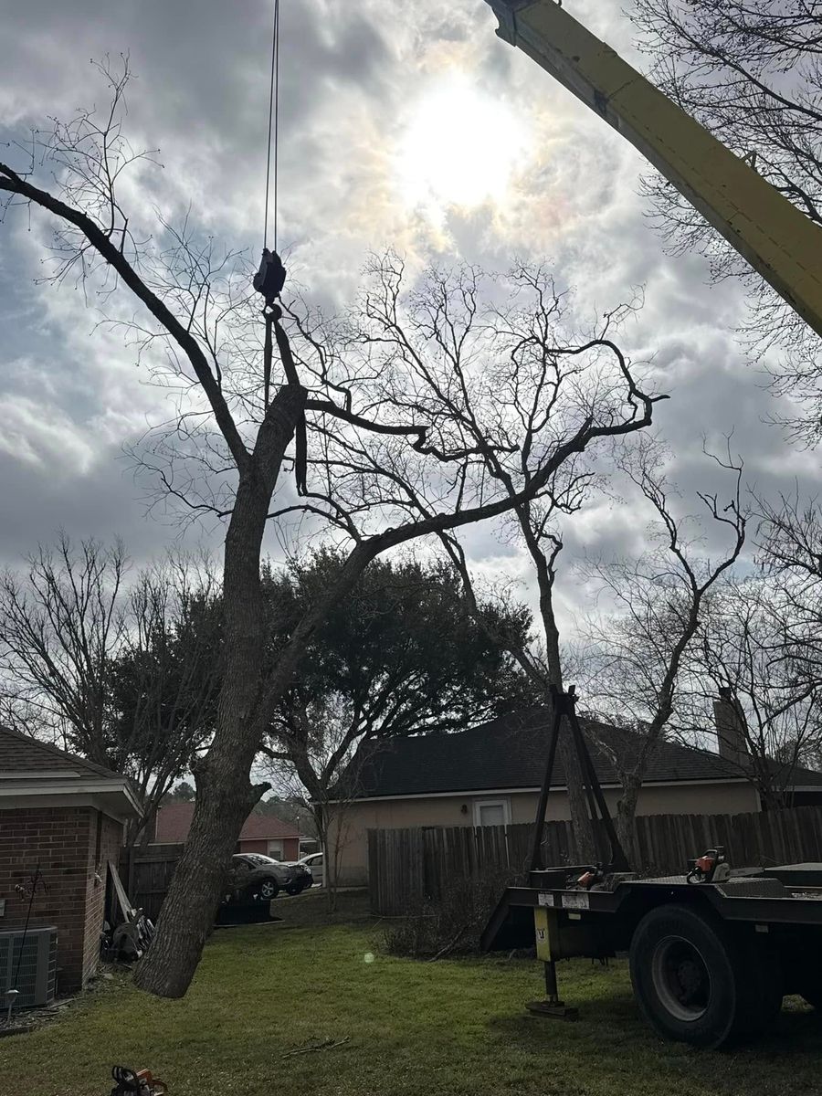 Tree Trimming for Fast Cut Tree Service in Jacksonville Heights, FL