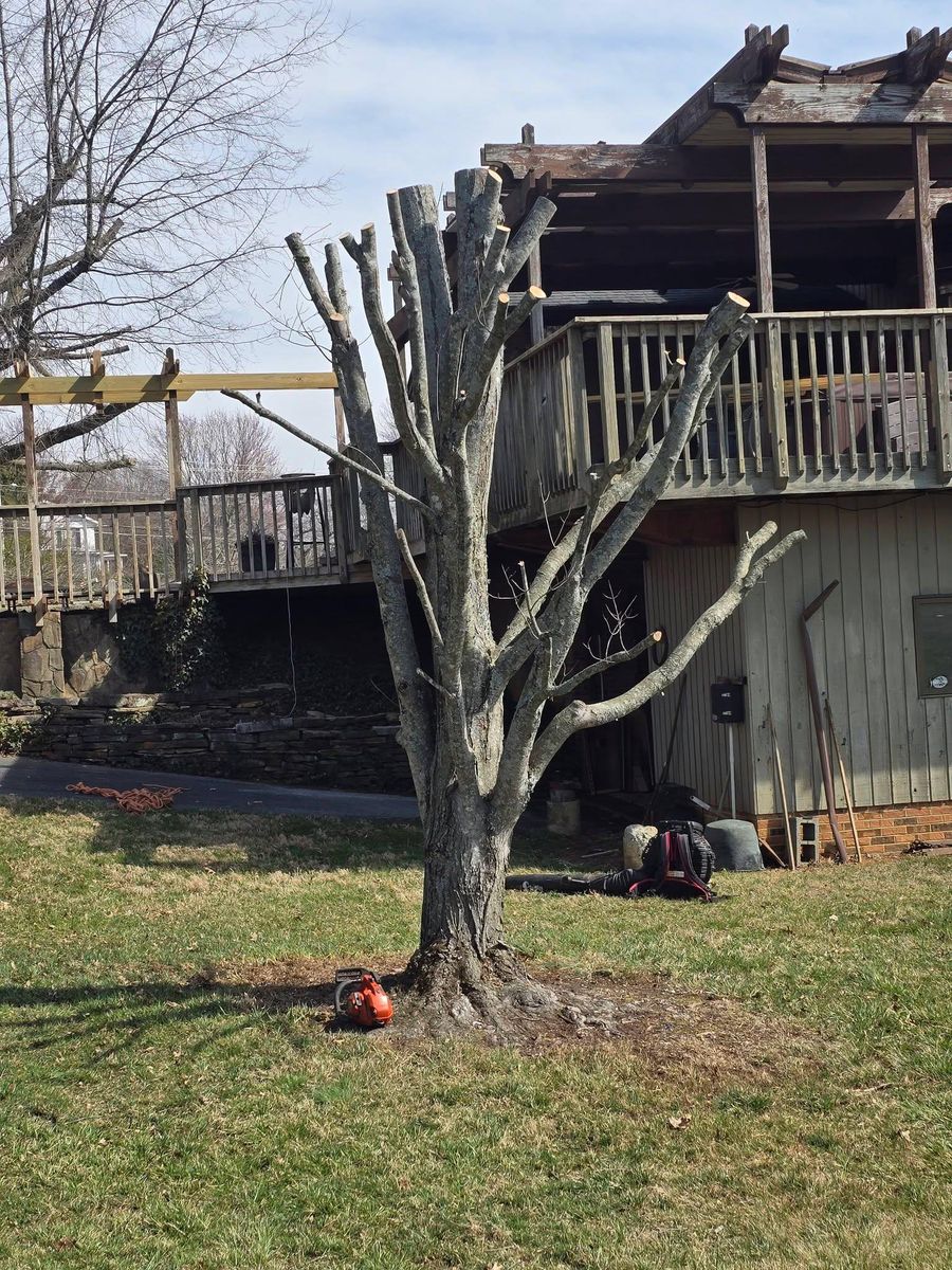 Tree Removal for M&L Lumber and Excavating in Jonesborough, TN