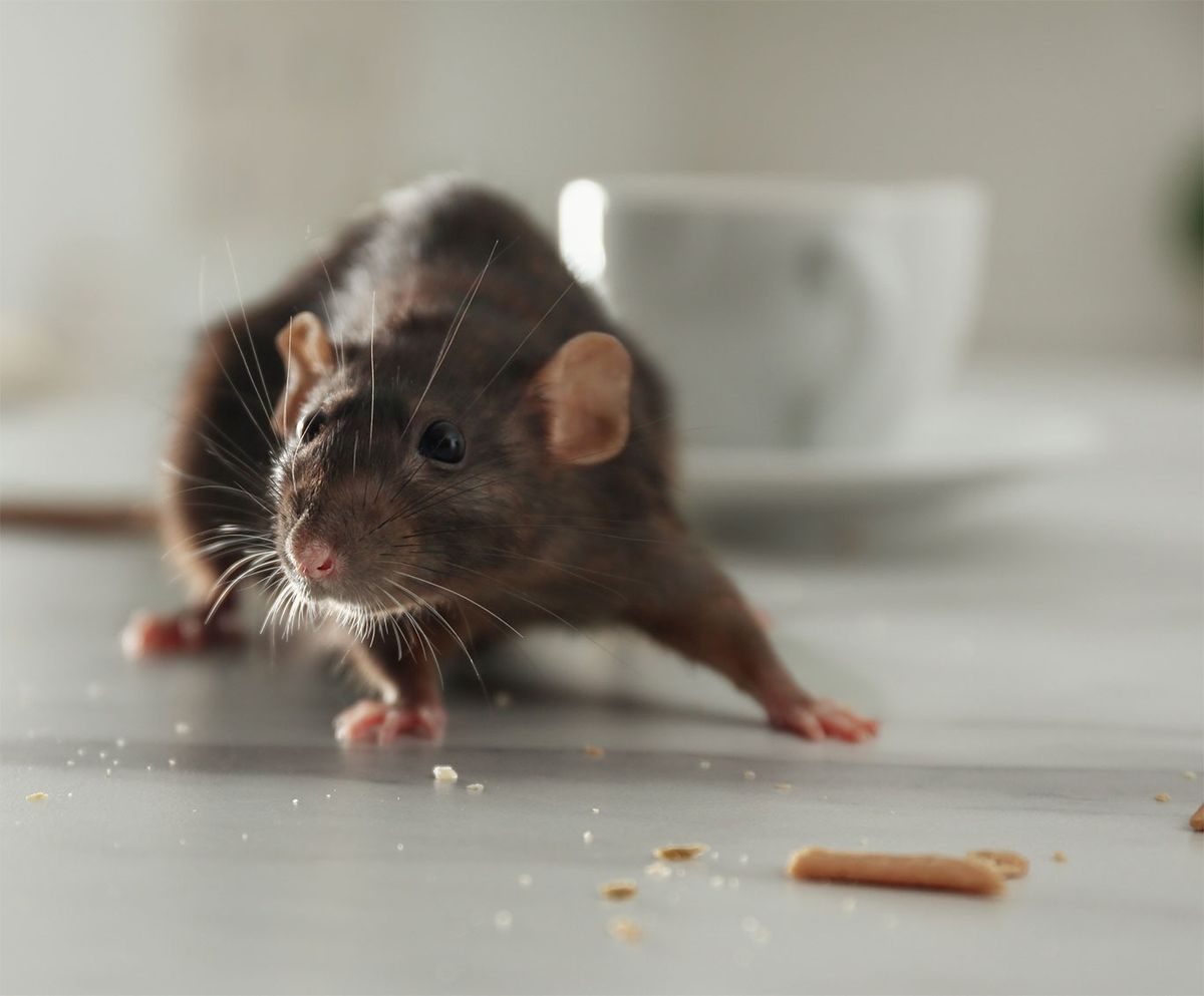 Mice for Bug Blasterz LLC in Huntsville, AL