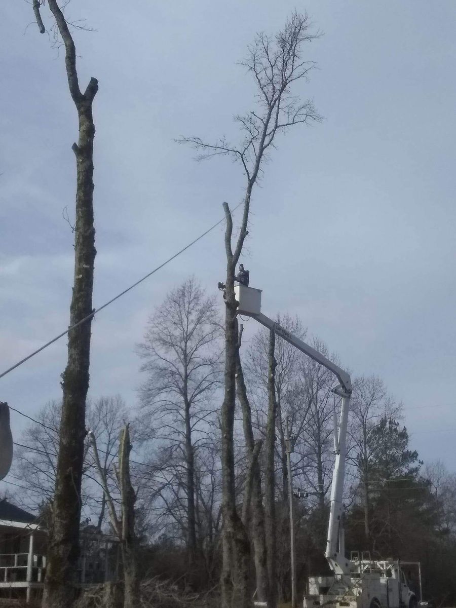 Tree Trimming for Puckett's Tree Service in Decatur County, TN