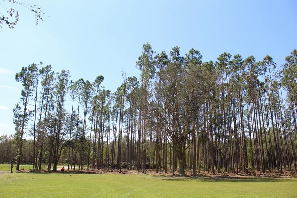 Tree Topping for American Tree Masters in Alvin, TX