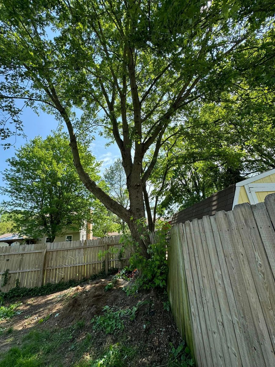 Tree Trimming for Branching Out Tree Service in Hastings, MI