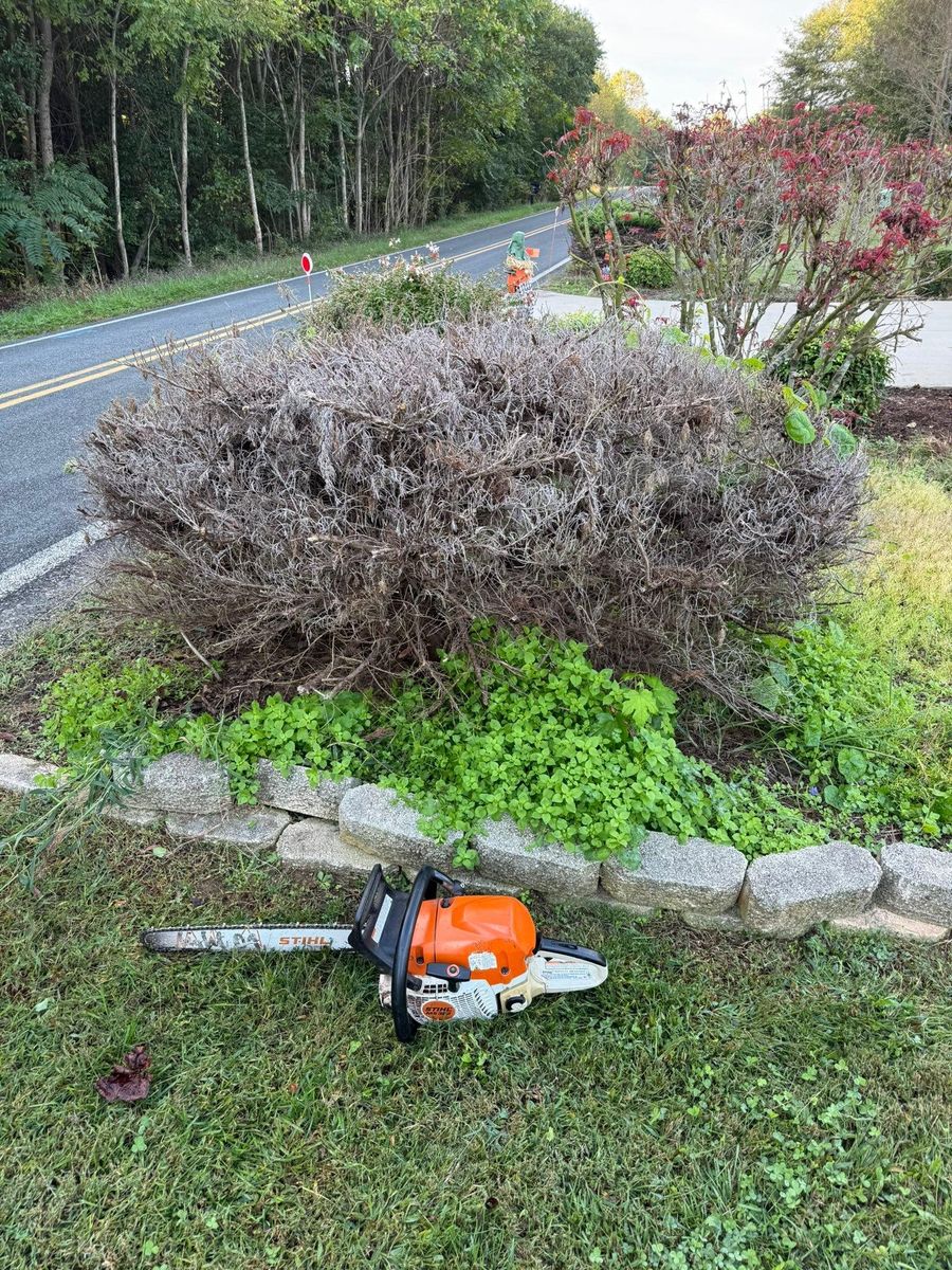 Fall Clean Up for Brooks Tree Service, LLC in Casar, NC
