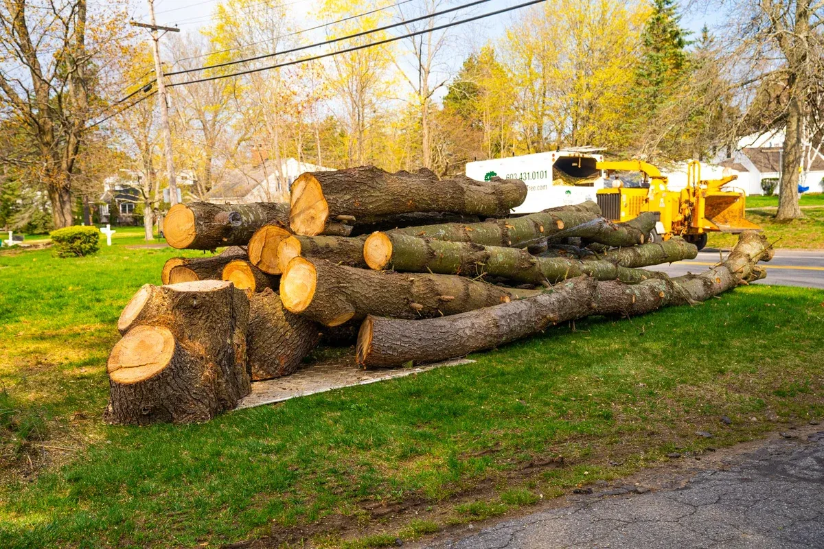 Tree Removal for Timber Titans Tree Service in Indianapolis, IN